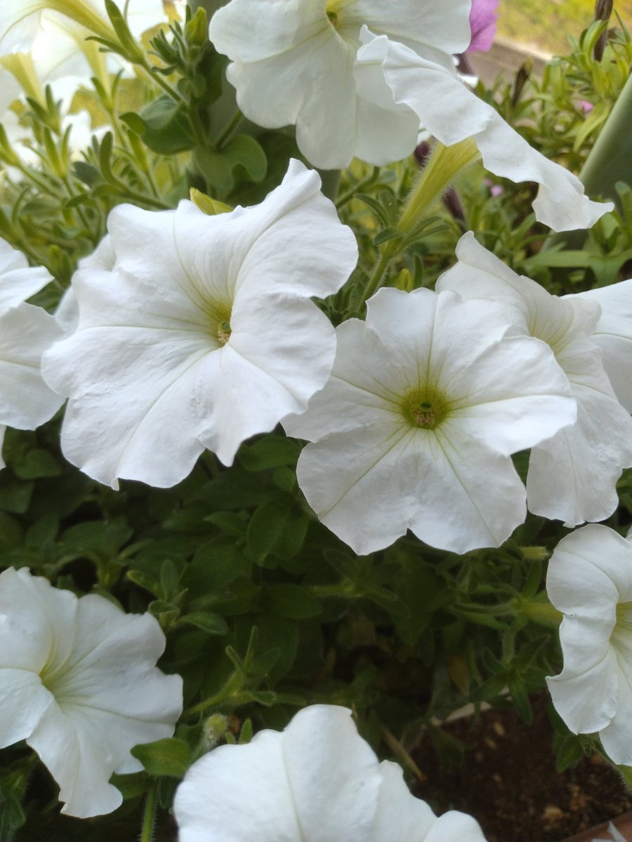 pokoland55's tweet photo. 🍀今日がいい日になりますように🍀
#甲府市
#ガーデニング
#花 https://t.co/desv6e7gb1