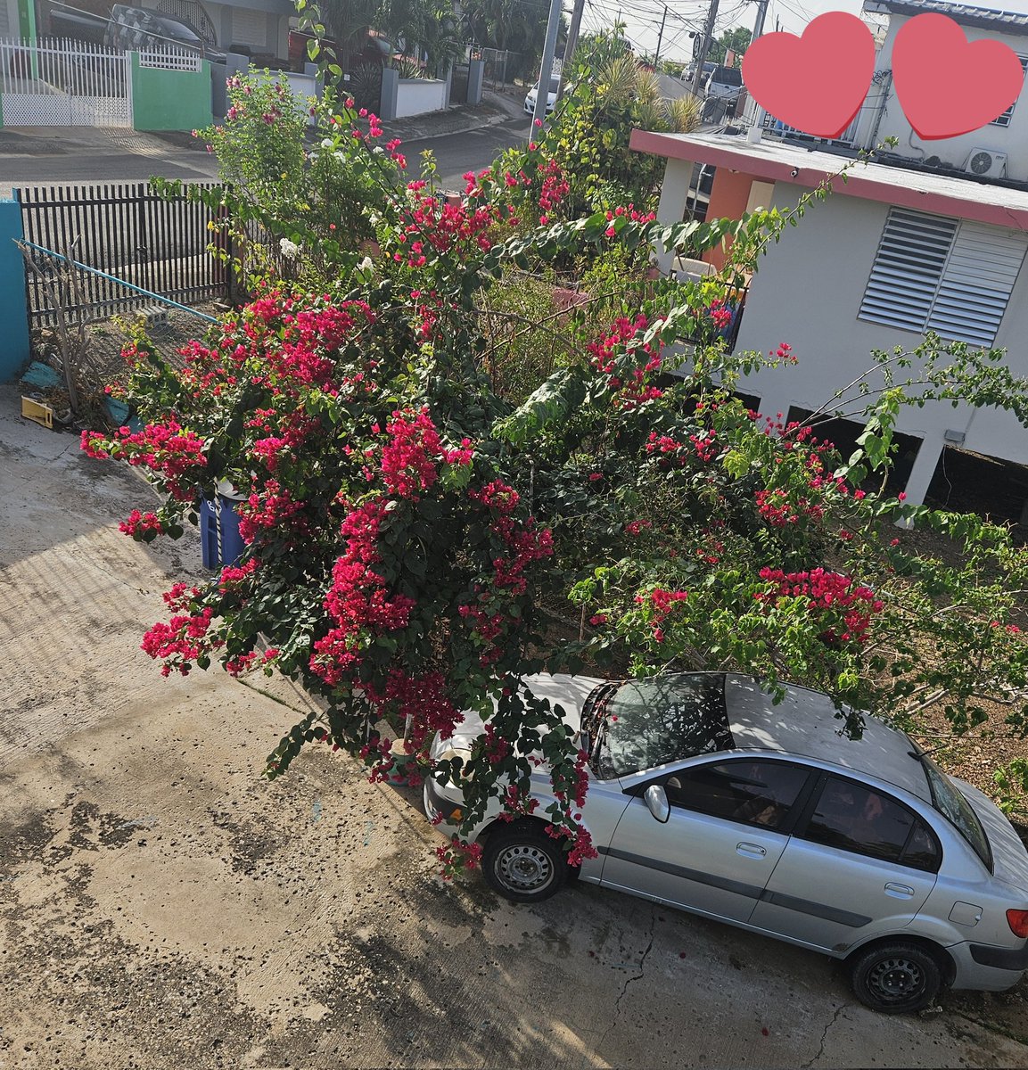 eddya_torres's tweet photo. Linda tarde d calor,pero mi plantita,vivee https://t.co/9MatYUEnwu