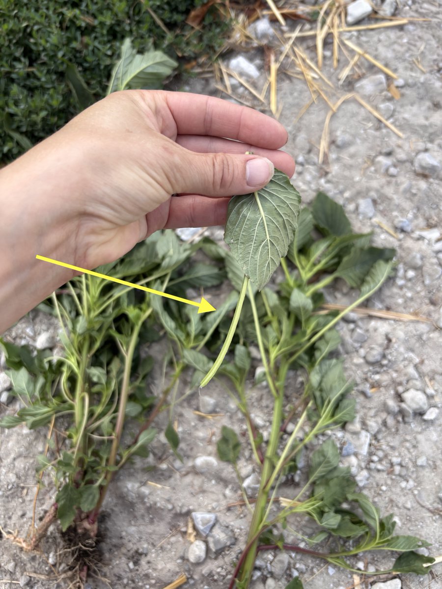 ISUCropNews's tweet photo. As June wraps up, check out with your ISU Extension and Outreach field agronomists are hearing and seeing in fields around the state with this week's regional crop update: https://t.co/ZQQVciiYhi #ISUCrops #Iowa Ag #Crops #Scouting https://t.co/hZ12vh58IH