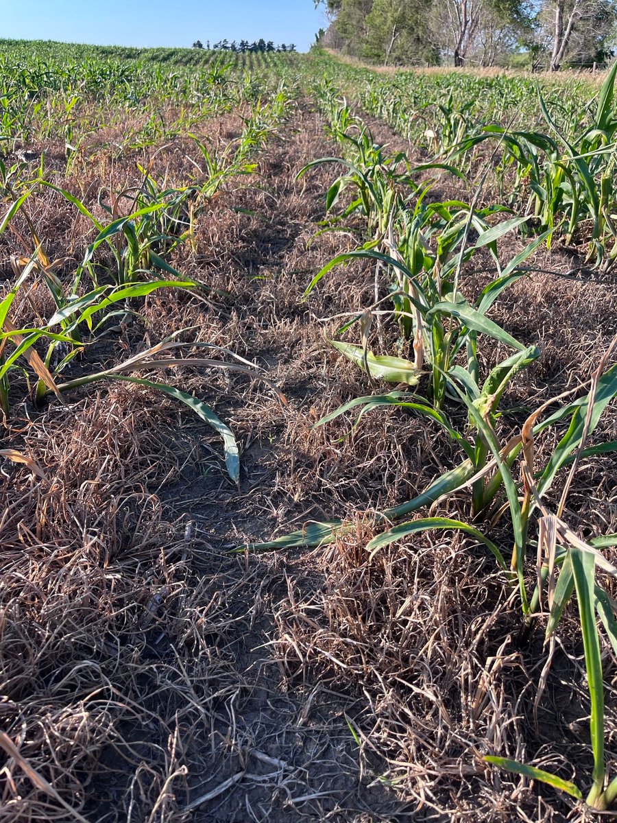 ISUCropNews's tweet photo. As June wraps up, check out with your ISU Extension and Outreach field agronomists are hearing and seeing in fields around the state with this week's regional crop update: https://t.co/ZQQVciiYhi #ISUCrops #Iowa Ag #Crops #Scouting https://t.co/hZ12vh58IH