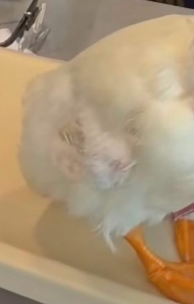 MundoPatitas's tweet photo. Así le han quedado las alas al pato Merlín después de semanas de traer una playera que se las mantiene aplanadas.
Al acudir a Monterrey invitados por Poncho Denigris un veterinario les obsequio una consulta para revisar su estado de salud, pero lo que mostraron las imágenes fue el deterioro de su plumaje y sus alas contraídas, también perdió importante cantidad de plumas en el cuello por el collar qué trae, y en su colita, por eso es que no se le ve la clásica "cola de pato", aunque los patos y en general cualquier ave cambia de plumaje de forma natural, en este caso se trata de un proceso forzado por sus humanos.
Ninguna asociación protectora de animales ha buscado parar la situación 
Desde hace varios días, la integridad del pato viral ha sido cuestionada debido a que está siendo sometido a mucho estrés y a un deterioro de su cuerpo.
Varios cibernautas piden parar la situación,  pero en vez de eso el pato se encuentra de gira con coste a los patrocinadores.

"Señora saquele esas alas por Dios está hermoso es una ternurita pero que estrés mirarlo con las alitas sujetas haber caminé usted con los brazos amarrados"
"Prácticamente ése animalito trae una camisa de fuerza 🧐🧐.... pobrecito"
"Los patos se estresan y luego se arrancan plumas y sangran, lo sé xq tenemos pato"
"Le puede hacer un chaleco para que tenga libres sus alas porfavor".
Pero hay algo que ha  cegado a la dueña del pato y los reflectores, las invitacione$ no permiten que piense en la salud del animalito.

Los patos viven en estanques, ocupan nadar
Los patos necesitan extender sus alas
Los patos requieren un espacio amplio para vivir
Los patos no deben tener sus alas presionadas, podrían sufrir un tipo de artritis con el tiempo
Los patos, por cierto los patos cagan cada 5 minutos ¿a caso le dan aplican algún medicamento a cierto pato para que no defeque?