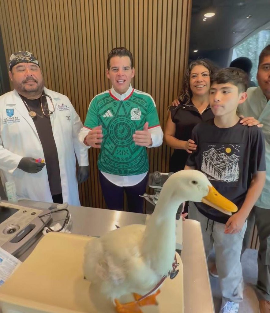 MundoPatitas's tweet photo. Así le han quedado las alas al pato Merlín después de semanas de traer una playera que se las mantiene aplanadas.
Al acudir a Monterrey invitados por Poncho Denigris un veterinario les obsequio una consulta para revisar su estado de salud, pero lo que mostraron las imágenes fue el deterioro de su plumaje y sus alas contraídas, también perdió importante cantidad de plumas en el cuello por el collar qué trae, y en su colita, por eso es que no se le ve la clásica "cola de pato", aunque los patos y en general cualquier ave cambia de plumaje de forma natural, en este caso se trata de un proceso forzado por sus humanos.
Ninguna asociación protectora de animales ha buscado parar la situación 
Desde hace varios días, la integridad del pato viral ha sido cuestionada debido a que está siendo sometido a mucho estrés y a un deterioro de su cuerpo.
Varios cibernautas piden parar la situación,  pero en vez de eso el pato se encuentra de gira con coste a los patrocinadores.

"Señora saquele esas alas por Dios está hermoso es una ternurita pero que estrés mirarlo con las alitas sujetas haber caminé usted con los brazos amarrados"
"Prácticamente ése animalito trae una camisa de fuerza 🧐🧐.... pobrecito"
"Los patos se estresan y luego se arrancan plumas y sangran, lo sé xq tenemos pato"
"Le puede hacer un chaleco para que tenga libres sus alas porfavor".
Pero hay algo que ha  cegado a la dueña del pato y los reflectores, las invitacione$ no permiten que piense en la salud del animalito.

Los patos viven en estanques, ocupan nadar
Los patos necesitan extender sus alas
Los patos requieren un espacio amplio para vivir
Los patos no deben tener sus alas presionadas, podrían sufrir un tipo de artritis con el tiempo
Los patos, por cierto los patos cagan cada 5 minutos ¿a caso le dan aplican algún medicamento a cierto pato para que no defeque?