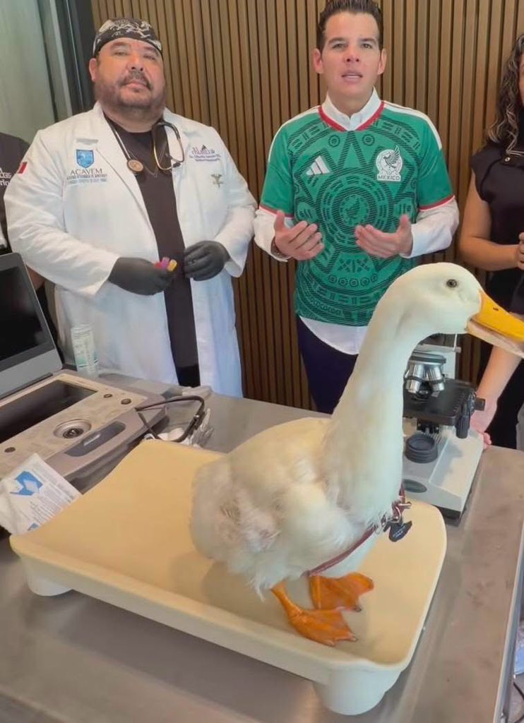 MundoPatitas's tweet photo. Así le han quedado las alas al pato Merlín después de semanas de traer una playera que se las mantiene aplanadas.
Al acudir a Monterrey invitados por Poncho Denigris un veterinario les obsequio una consulta para revisar su estado de salud, pero lo que mostraron las imágenes fue el deterioro de su plumaje y sus alas contraídas, también perdió importante cantidad de plumas en el cuello por el collar qué trae, y en su colita, por eso es que no se le ve la clásica "cola de pato", aunque los patos y en general cualquier ave cambia de plumaje de forma natural, en este caso se trata de un proceso forzado por sus humanos.
Ninguna asociación protectora de animales ha buscado parar la situación 
Desde hace varios días, la integridad del pato viral ha sido cuestionada debido a que está siendo sometido a mucho estrés y a un deterioro de su cuerpo.
Varios cibernautas piden parar la situación,  pero en vez de eso el pato se encuentra de gira con coste a los patrocinadores.

"Señora saquele esas alas por Dios está hermoso es una ternurita pero que estrés mirarlo con las alitas sujetas haber caminé usted con los brazos amarrados"
"Prácticamente ése animalito trae una camisa de fuerza 🧐🧐.... pobrecito"
"Los patos se estresan y luego se arrancan plumas y sangran, lo sé xq tenemos pato"
"Le puede hacer un chaleco para que tenga libres sus alas porfavor".
Pero hay algo que ha  cegado a la dueña del pato y los reflectores, las invitacione$ no permiten que piense en la salud del animalito.

Los patos viven en estanques, ocupan nadar
Los patos necesitan extender sus alas
Los patos requieren un espacio amplio para vivir
Los patos no deben tener sus alas presionadas, podrían sufrir un tipo de artritis con el tiempo
Los patos, por cierto los patos cagan cada 5 minutos ¿a caso le dan aplican algún medicamento a cierto pato para que no defeque?