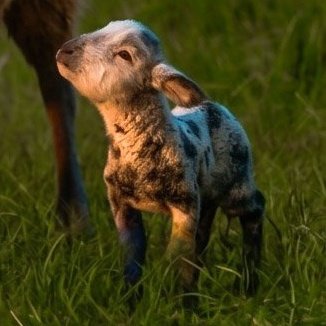 itshighart's tweet photo. watched the sheep detectives, now I want a sheep, specifically this sheep https://t.co/tHg1JezByD