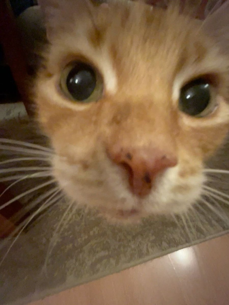 katiegopurrr's tweet photo. katies having fun !! :3 https://t.co/t11tXfl2rF