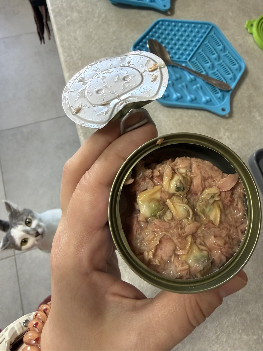 gosia_myshkevic's tweet photo. Котуні сьогодні дуже зацінили цей корм з мідіями
#welcometomymorning https://t.co/XcsG7z6QyA