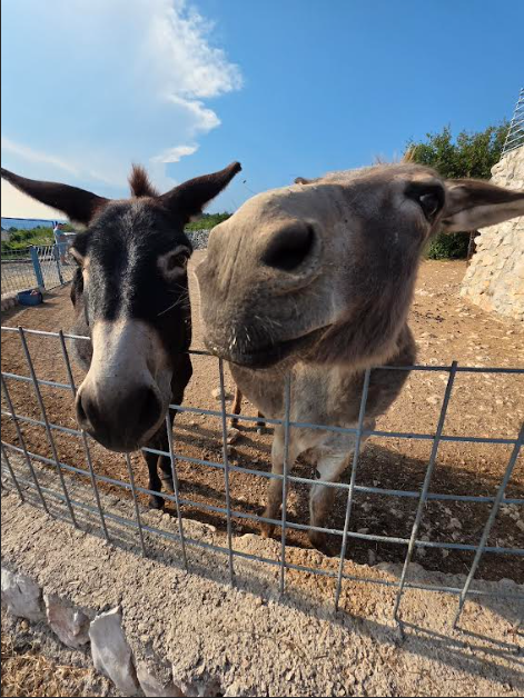 CatLady1111_'s tweet photo. ❤️❤️❤️❤️❤️❤️❤️❤️ OPG Lucić - a farm where the donkeys and all animals are so loved. Šmrika, Kraljevica, 🇭🇷, 6/29/2026. https://t.co/1gLxIvFjMB