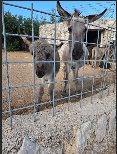 CatLady1111_'s tweet photo. ❤️❤️❤️❤️❤️❤️❤️❤️ OPG Lucić - a farm where the donkeys and all animals are so loved. Šmrika, Kraljevica, 🇭🇷, 6/29/2026. https://t.co/1gLxIvFjMB