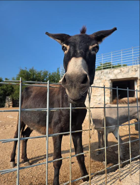 CatLady1111_'s tweet photo. ❤️❤️❤️❤️❤️❤️❤️❤️ OPG Lucić - a farm where the donkeys and all animals are so loved. Šmrika, Kraljevica, 🇭🇷, 6/29/2026. https://t.co/1gLxIvFjMB