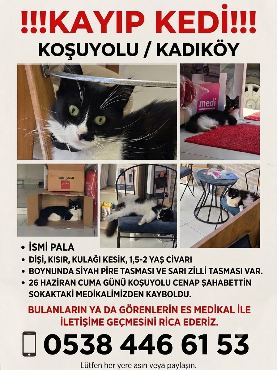 SDilce's tweet photo. !!!KAYIP!!!
iSTANBUL / KADIKÖY / KOŞUYOLU
Gören ve bilenlerin bize ulaşmasını rica ediyorum.
26 Haziran'dan Cuma günü Koşuyolu'ndan kayboldu.
İsmi "PALA" 
Dişi, 2 yaşına yakın, kısır, ismine hakim, çipi yok.
Boynunda siyah pire tasması ile sarı zilli bir tasması da var. https://t.co/T83WWkhVy8