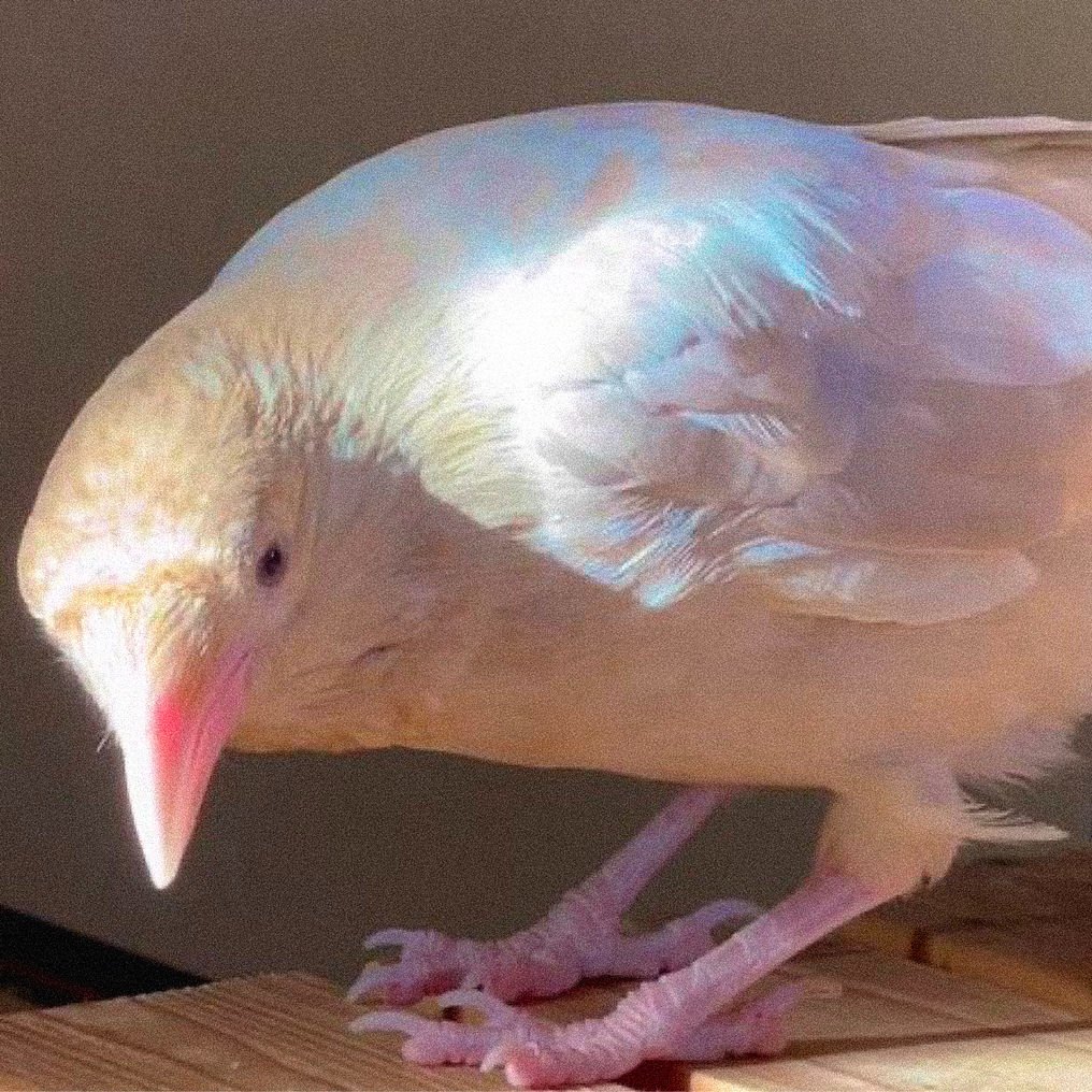 aestheticpost's tweet photo. The bird that carries its own light. https://t.co/Ijl2T6VOn0