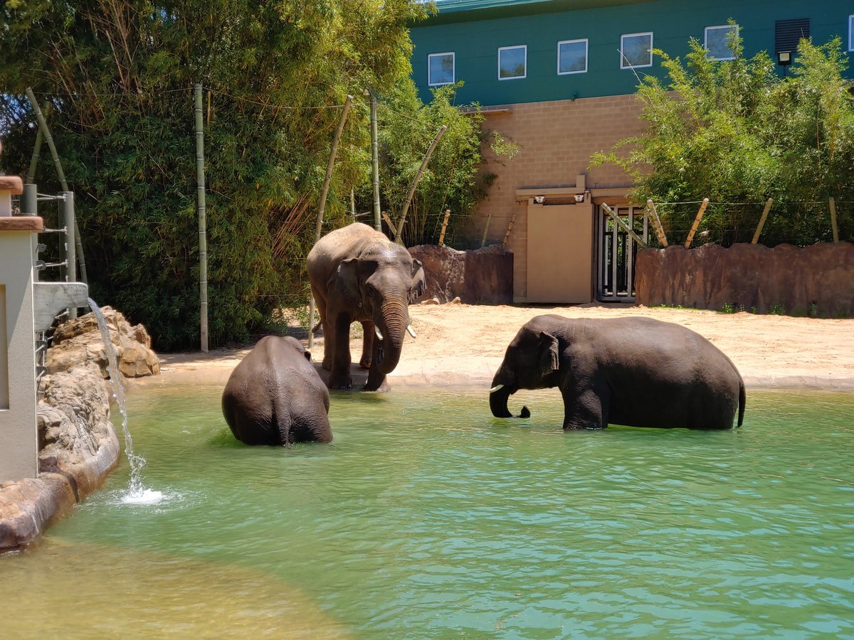 JoyBaker90's tweet photo. Elephants at the zoo! https://t.co/Wlf0TjfS3f
