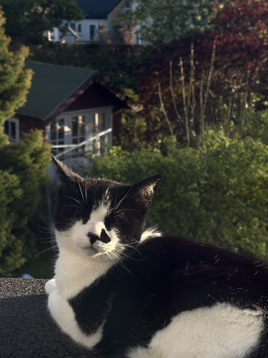 B1akeash's tweet photo. cat <3 https://t.co/EZYd8ZAnDb
