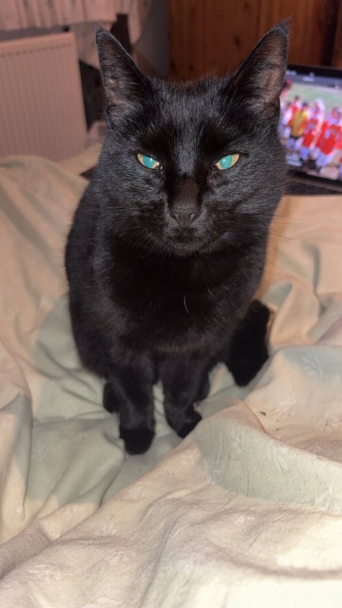 B1akeash's tweet photo. cat <3 https://t.co/EZYd8ZAnDb
