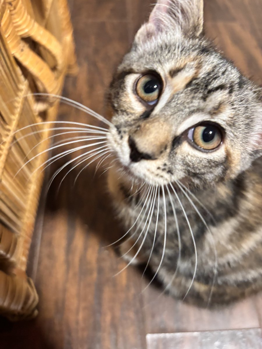 Madeus_VT's tweet photo. FUR BABY

I do not have a name for her yet, but SHES A CUTIEEEEE https://t.co/KDF3AiaEhh