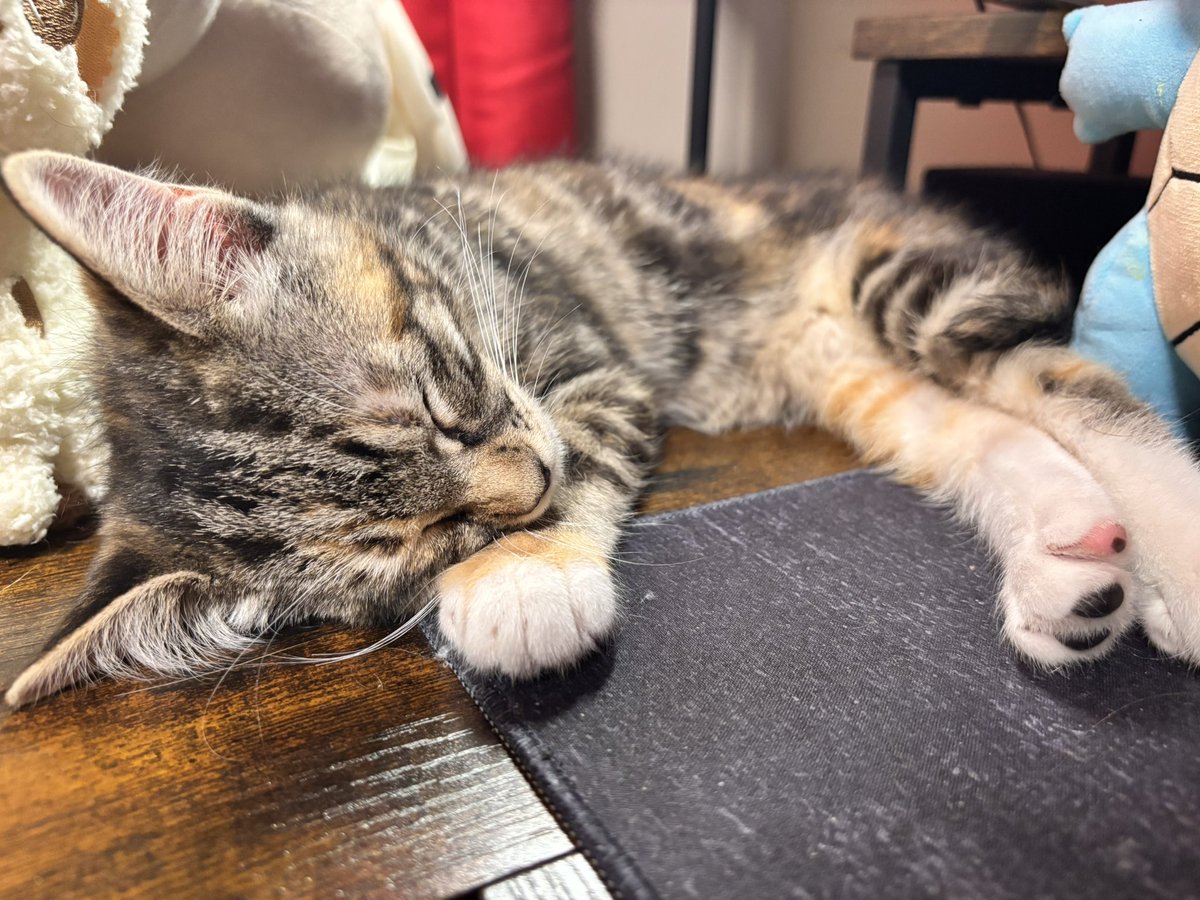 Madeus_VT's tweet photo. FUR BABY

I do not have a name for her yet, but SHES A CUTIEEEEE https://t.co/KDF3AiaEhh