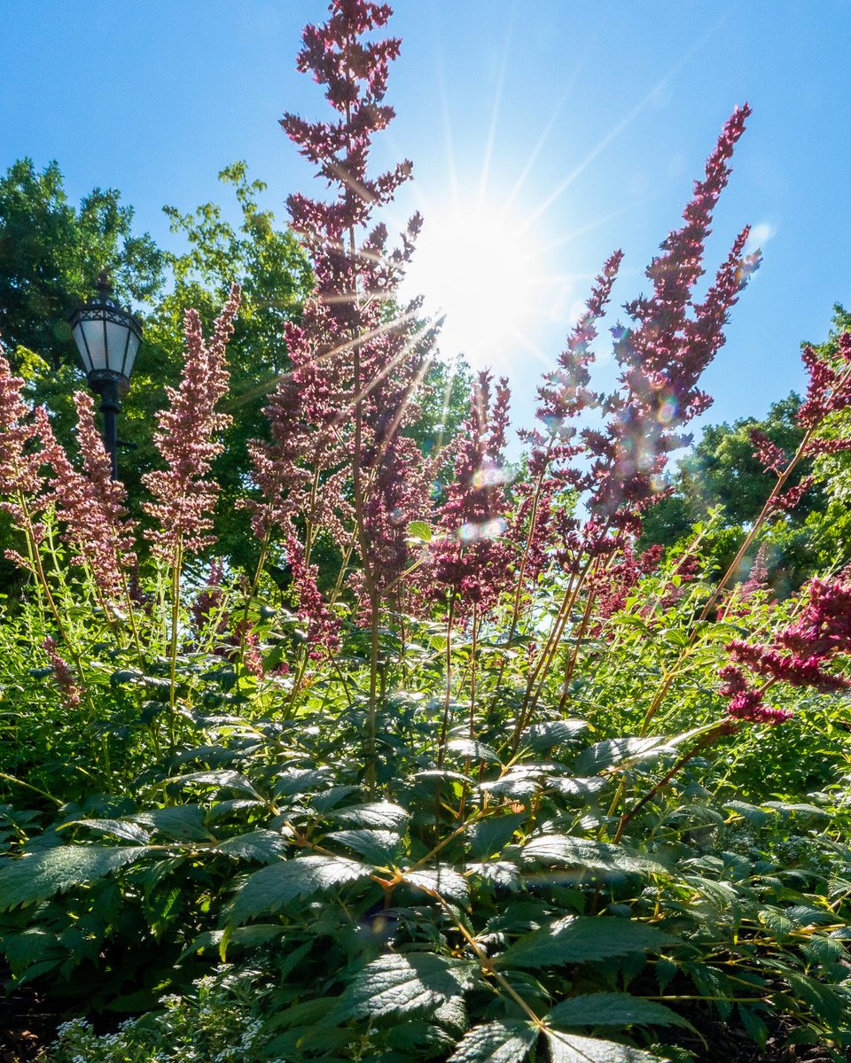 UChicago's tweet photo. Looking back at June, through our lens. ☀️ https://t.co/awinhVRhjv