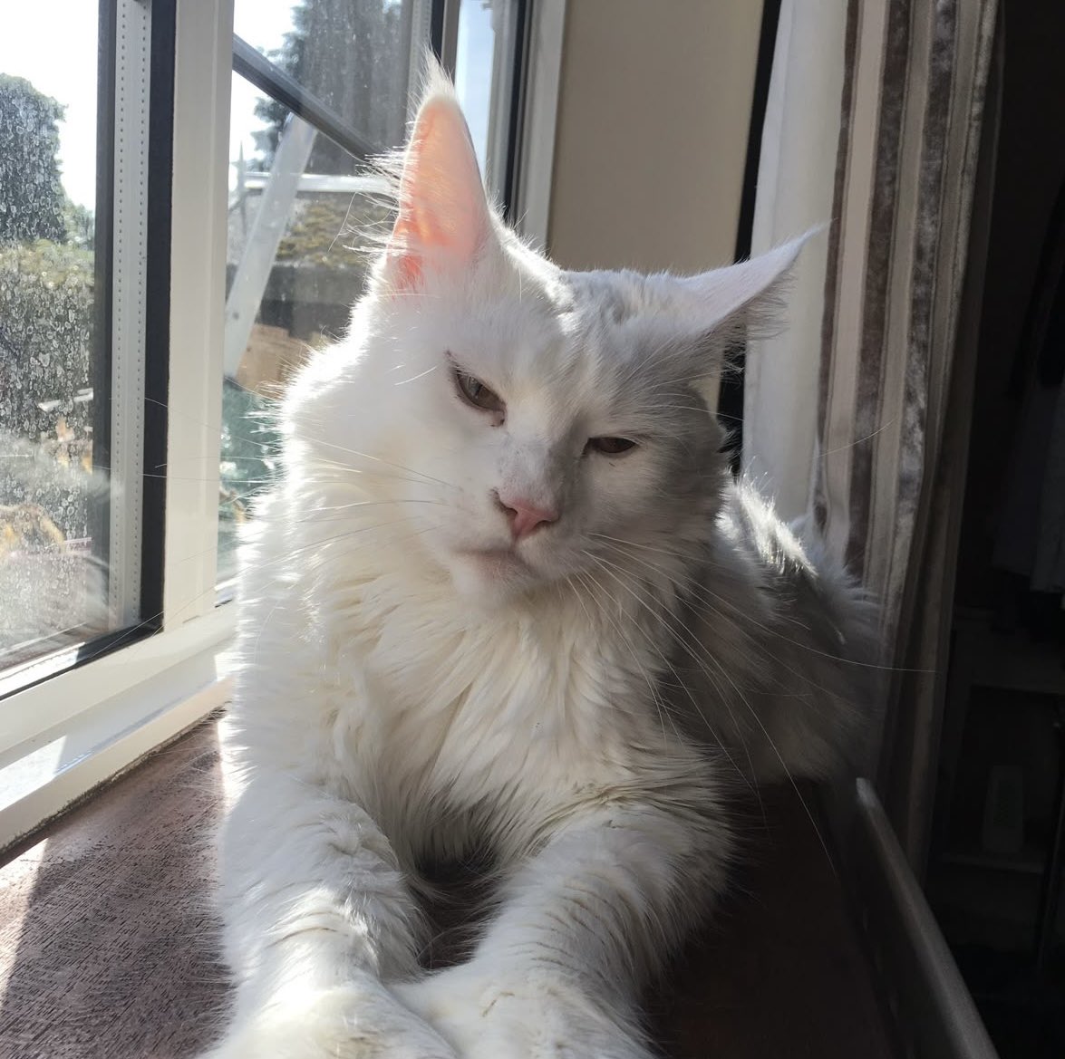 astralclocktwr's tweet photo. kittyria why are you so sleepy even https://t.co/pRbqgme7rU
