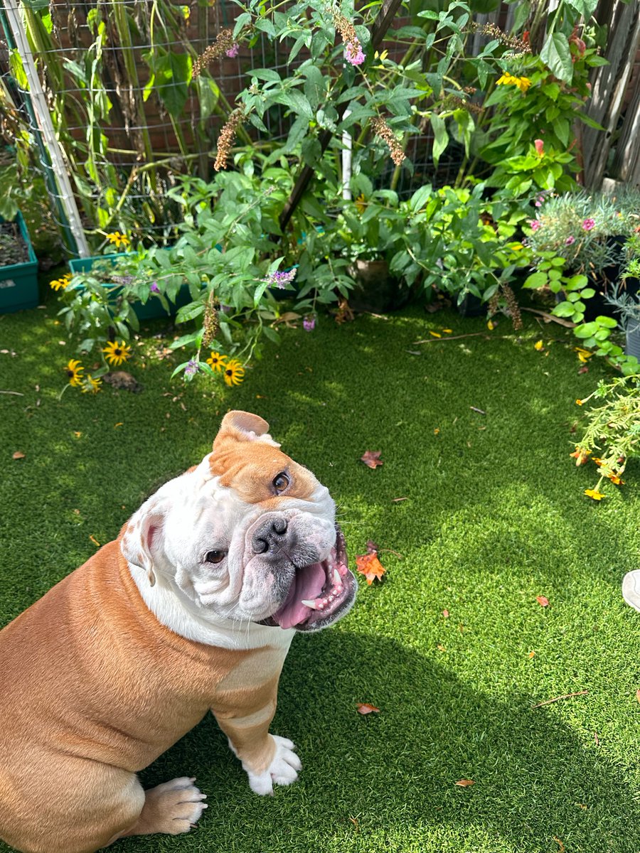 GeorgetownJack tweet picture