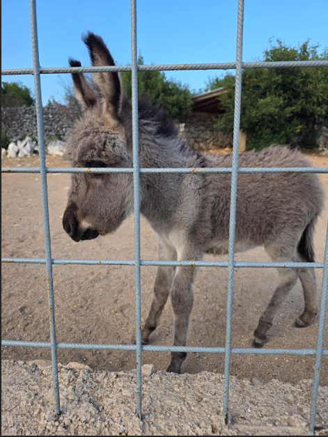 CatLady1111_'s tweet photo. ❤️❤️❤️❤️❤️❤️❤️❤️ OPG Lucić - a farm where the donkeys and all animals are so loved. Šmrika, Kraljevica, 🇭🇷, 6/29/2026. https://t.co/1gLxIvFjMB