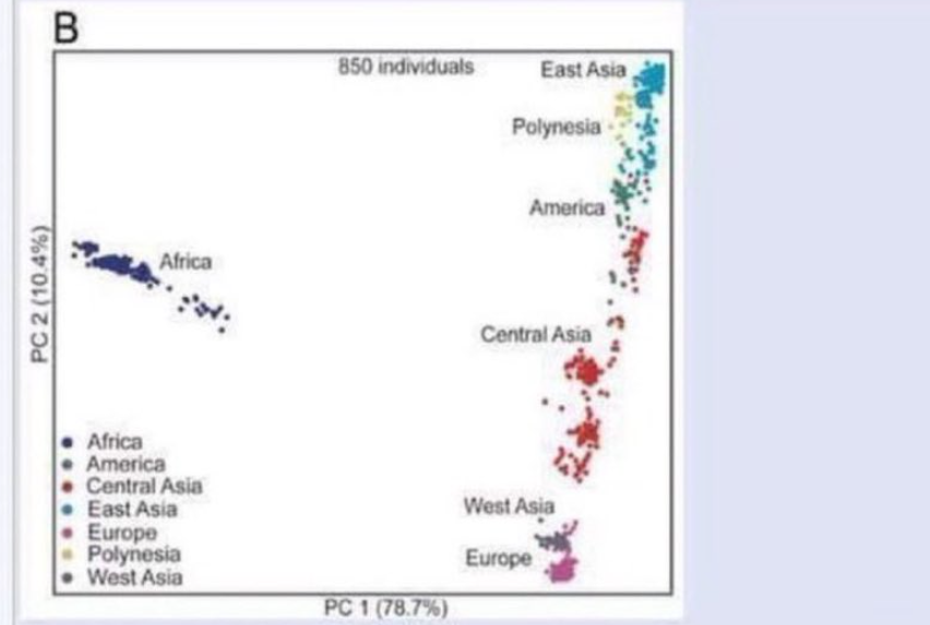 GiovanniZibordi's tweet photo. Come mai nelle mappe di variazione genetica, cioè sull' asse di diversità genetica umana, gli africani sono così distanti dal resto degli altri  ? Qui Grok spiega che è un risultato statistico standard

--------------- GROK ------------
PC2 sta per Principal Component 2 (il secondo componente principale) in questo grafico di Analisi delle Componenti Principali (PCA)

Spiega il 10,4% della variazione genetica totale nel dataset di 850 individui.

Dopo PC1 (che separa le popolazioni africane da tutte le altre e rappresenta la stragrande maggioranza della variazione, pari al 78,7%), PC2 cattura il secondo pattern più importante di differenze genetiche.

Significato biologico/geografico di PC2 in questo grafico: PC2 riflette principalmente la differenziazione genetica tra popolazioni eurasiatiche occidentali e orientali: PC2 basso (parte inferiore del grafico): popolazioni europee e dell’Asia occidentale (cluster rosa e scuri).

PC2 alto (parte superiore del grafico): popolazioni dell’Asia orientale (cluster ciano).
Le popolazioni intermedie (Asia centrale in rosso, Americhe in verde, Polinesia in giallo) si posizionano lungo questo asse in base a quanto ancestry (ascendenza) legata all’Asia orientale possiedono.

Questo è un pattern molto comune nei grafici PCA della genetica umana:
PC1 = separazione Out-of-Africa / Africani vs non-Africani (il principale asse di diversità genetica umana).
PC2 = separazione Eurasiatici occidentali vs Eurasiatici orientali (il secondo asse principale).

In sintesi:
PC1 separa l’Africa dal resto del mondo.
PC2 separa l’Europa/Asia occidentale dall’Asia orientale (con gli altri gruppi posizionati in base al loro grado di parentela con questi due poli).

È un risultato standard negli studi di genetica delle popolazioni umane a livello globale.