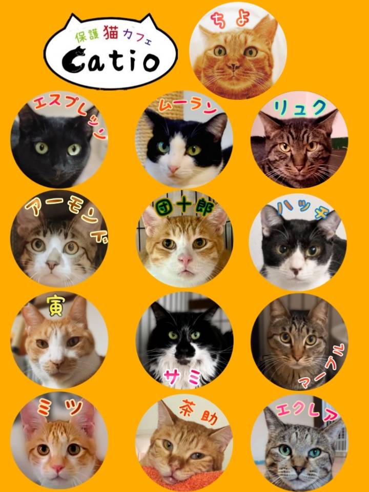 Catio41273496's tweet photo. Catio現在のメンバーです。

今日は16時閉店です。最終入室は15時です。 https://t.co/SUGCWALurf