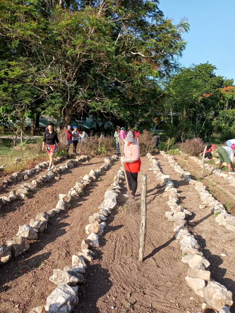 DirectorDe80557's tweet photo. En la unión esta la fuerza dos  instituciones unidas el IP Iselin   Arencibia y la primaria Carlos Manuel de Céspedes en jornada de trabajo productivo en la limpieza del organoponico de ducha escuela. #Chambas https://t.co/fZQC2xJ2NI
