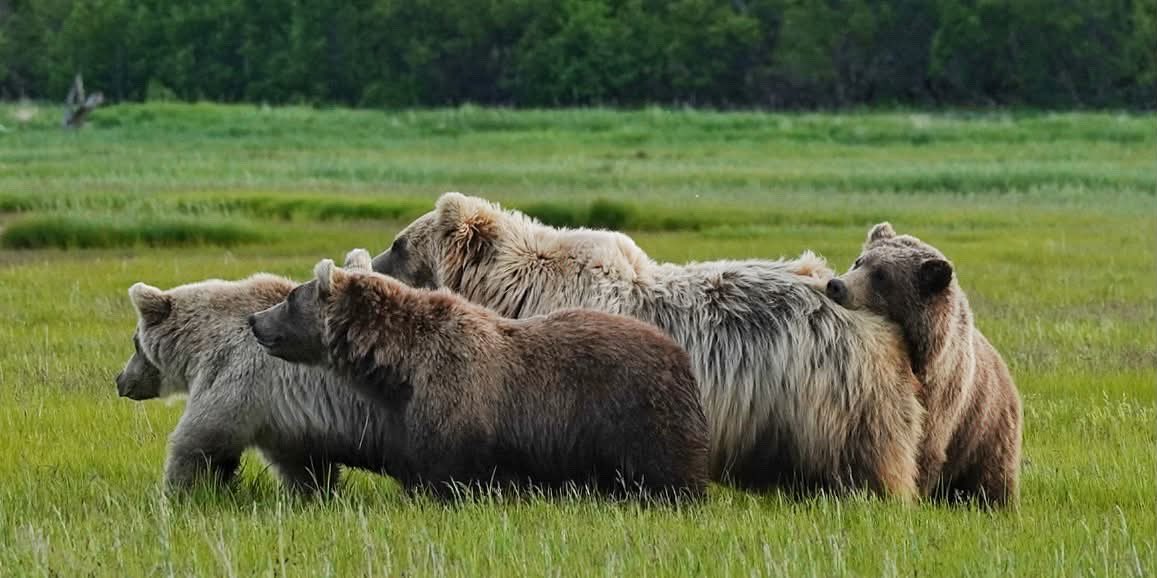 KrisLuckPhoto's tweet photo. How exciting is this!? Sheli and her cubs made it back to camp. Look how big they got in 1 year (last photo). I’m not sure if I will make it back this year to see them unfortunately, big thank you Jeff (@highanglejeff on instagram) for letting me use his photo to share with you! https://t.co/5Z12lg5oUJ