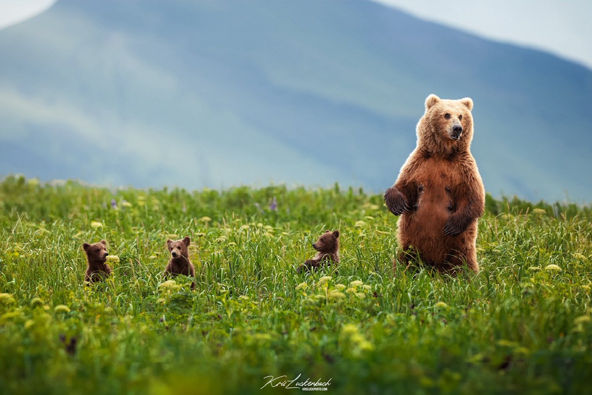 KrisLuckPhoto's tweet photo. How exciting is this!? Sheli and her cubs made it back to camp. Look how big they got in 1 year (last photo). I’m not sure if I will make it back this year to see them unfortunately, big thank you Jeff (@highanglejeff on instagram) for letting me use his photo to share with you! https://t.co/5Z12lg5oUJ