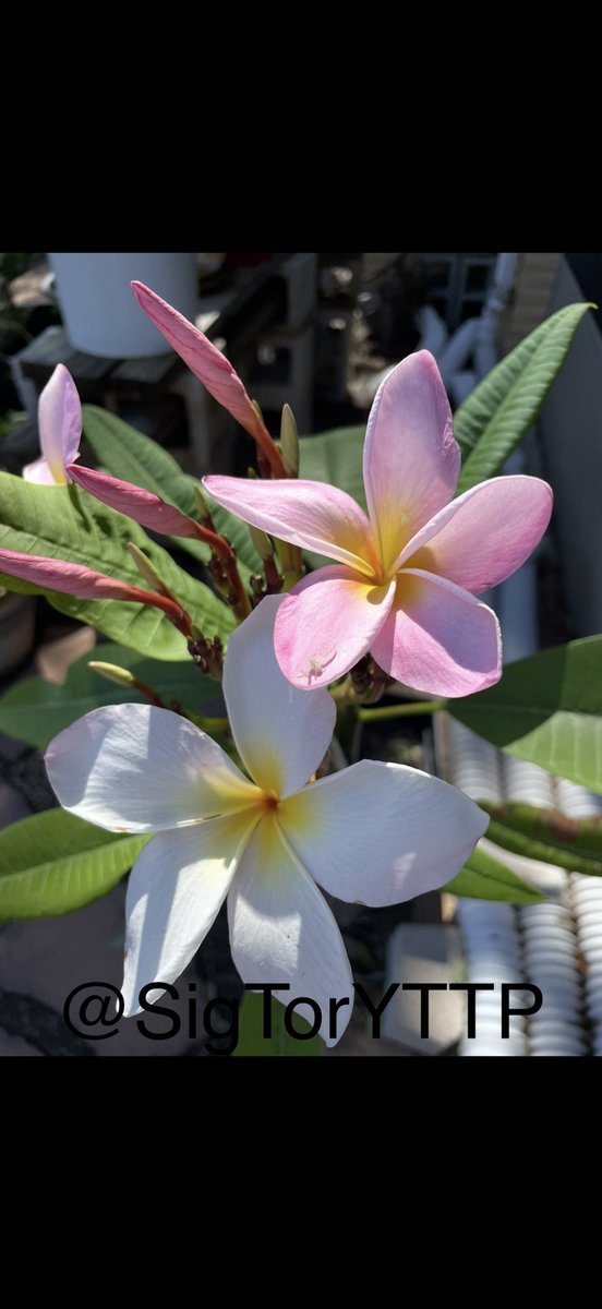 SigTorYTTP's tweet photo. #LadyHamiltonArt #TwoForTuesday
Backyard Plumeria https://t.co/H9SzTCcIXv
