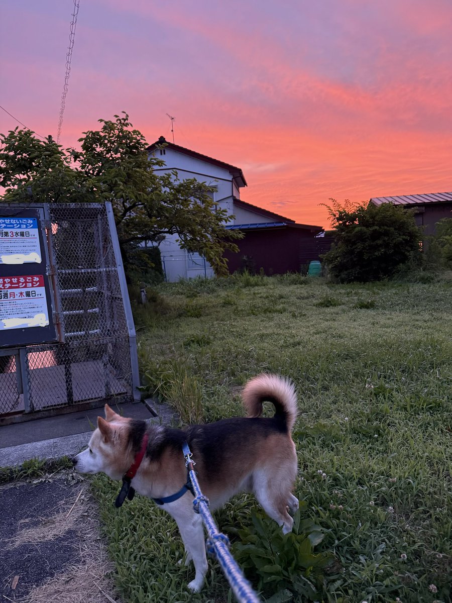 hachio4011's tweet photo. おはようわんこでございます
朝焼けが綺麗です
見えるのはほんのひととき
今日から7月ですね
今年の後半が始まる
#ハチお散歩 https://t.co/5PzBISlolj