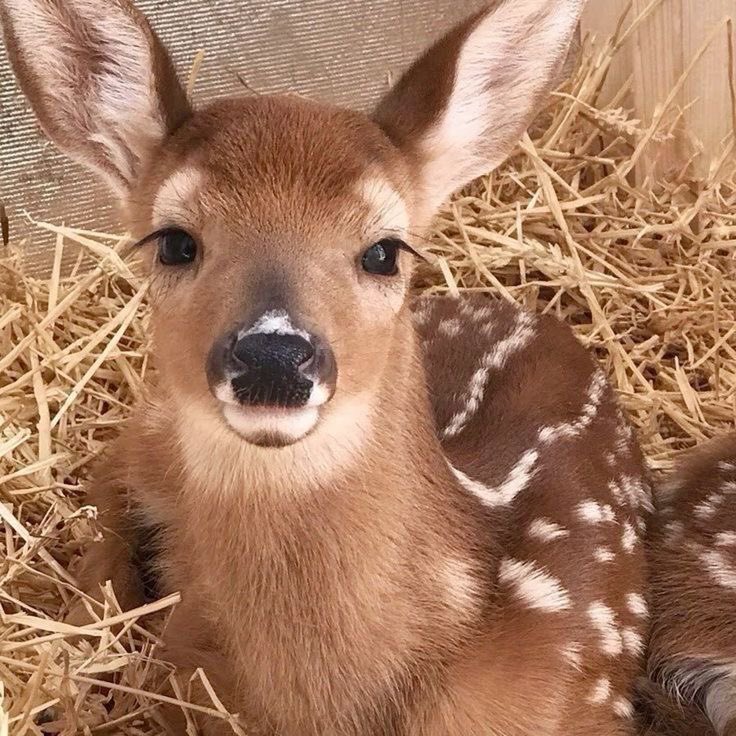 karskatzzz's tweet photo. never beating the deer accusations https://t.co/kTRRrVoF9I