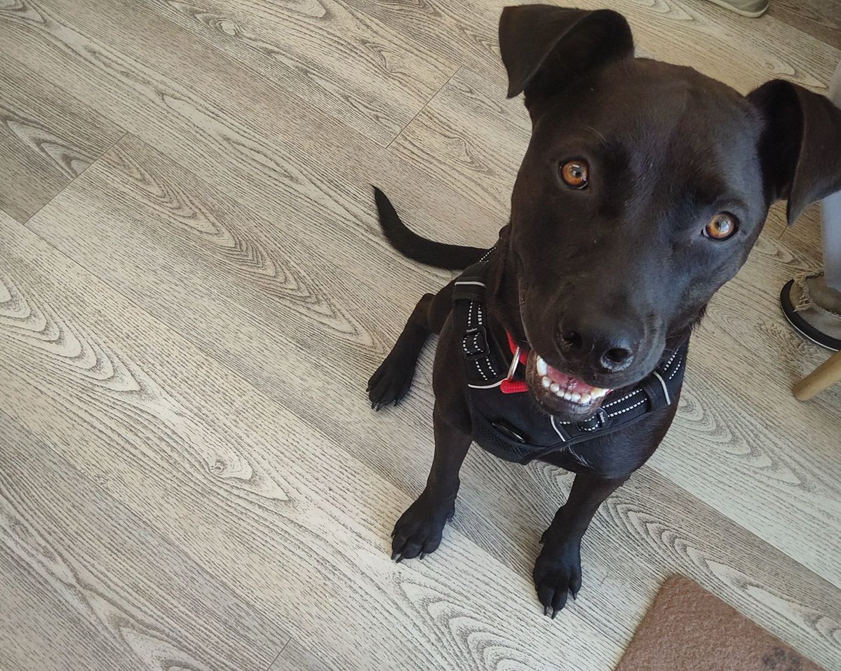EdenAnimalSC's tweet photo. Who’s the goodest patient? We’d say this happy pup is definitely in the running!

Whether it’s a wellness visit or you’re concerned about your pet’s health, our team is here to help.

July Special: Receive 10% OFF your pet’s exam all month long. Call us today to book your exam! https://t.co/ZkxRGxfwQO