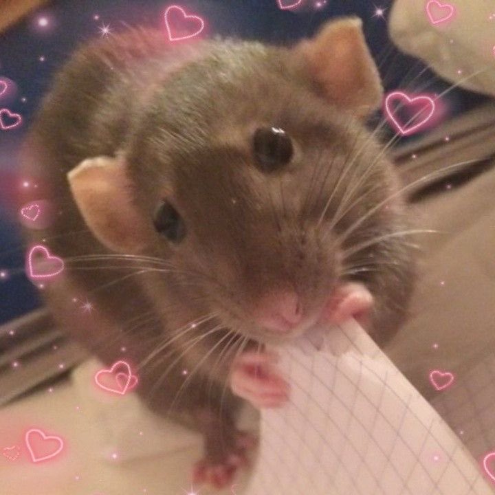 ichewthings's tweet photo. hello rat frens. can y’all please help me get to 20k followers. pretty please 🥺 https://t.co/ZL7A7ovGdn