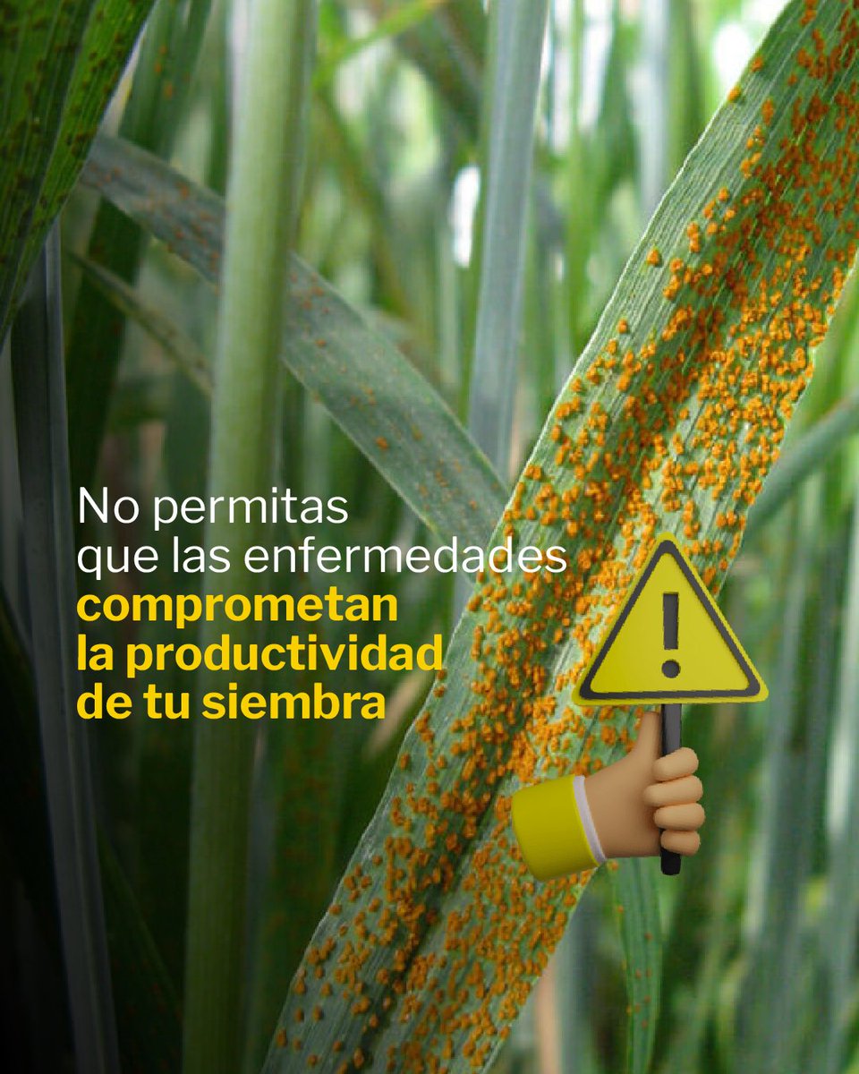 OrtegaHermanos's tweet photo. Prevení el ataque de Royas en la hoja de tu trigo, ¡con #Allegro @BASF_Agro_ARG  tenés un aliado poderoso! 🛡💪🌾

Estamos para vos 📲 (3534) 236367
💻info@ortegahermanos.com.ar
🌐https://t.co/T0PYabp3in

#OrtegaHermanos #Fungicida #CampoArgentino #BASF https://t.co/YxqGxRyd2R