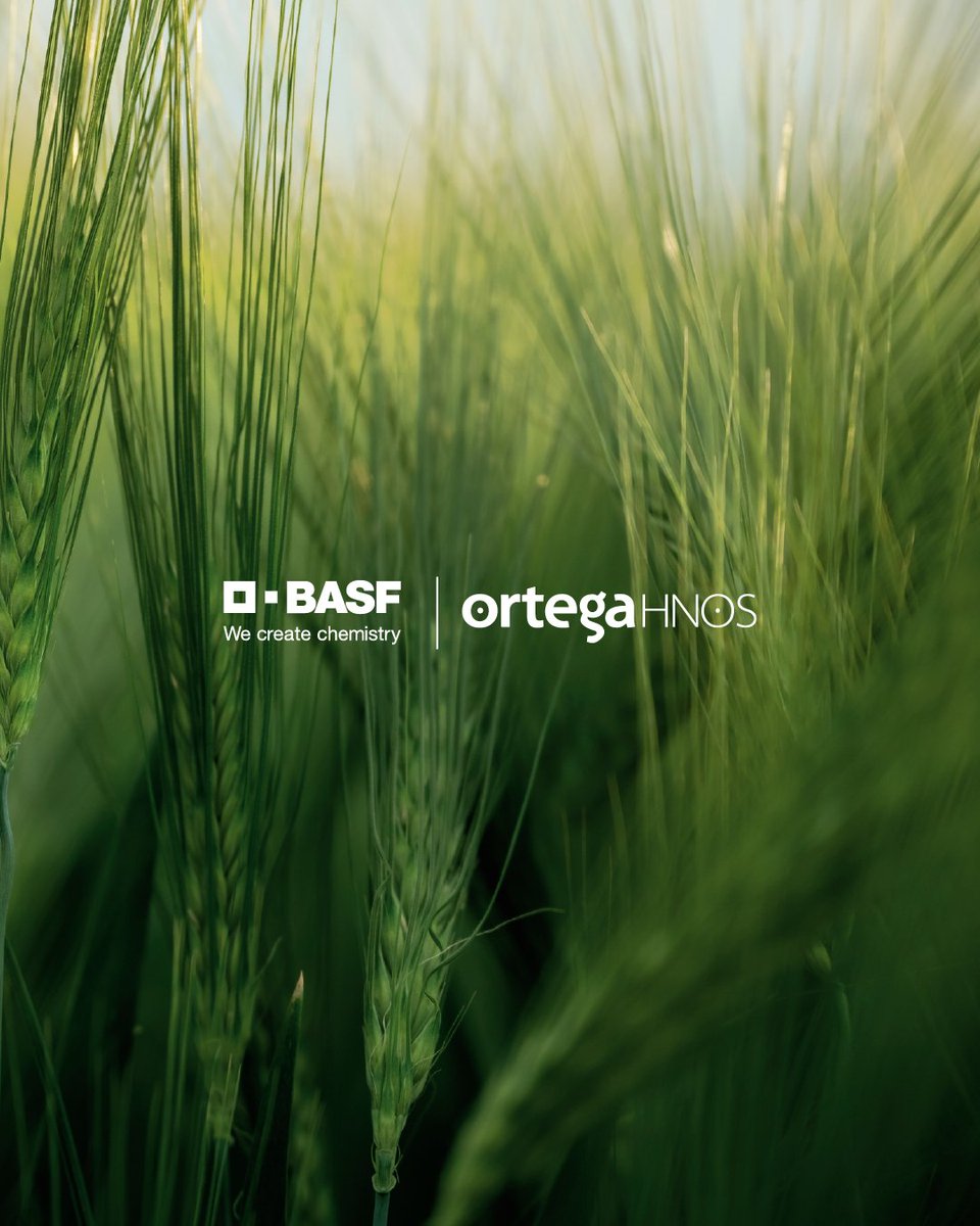 OrtegaHermanos's tweet photo. Prevení el ataque de Royas en la hoja de tu trigo, ¡con #Allegro @BASF_Agro_ARG  tenés un aliado poderoso! 🛡💪🌾

Estamos para vos 📲 (3534) 236367
💻info@ortegahermanos.com.ar
🌐https://t.co/T0PYabp3in

#OrtegaHermanos #Fungicida #CampoArgentino #BASF https://t.co/YxqGxRyd2R