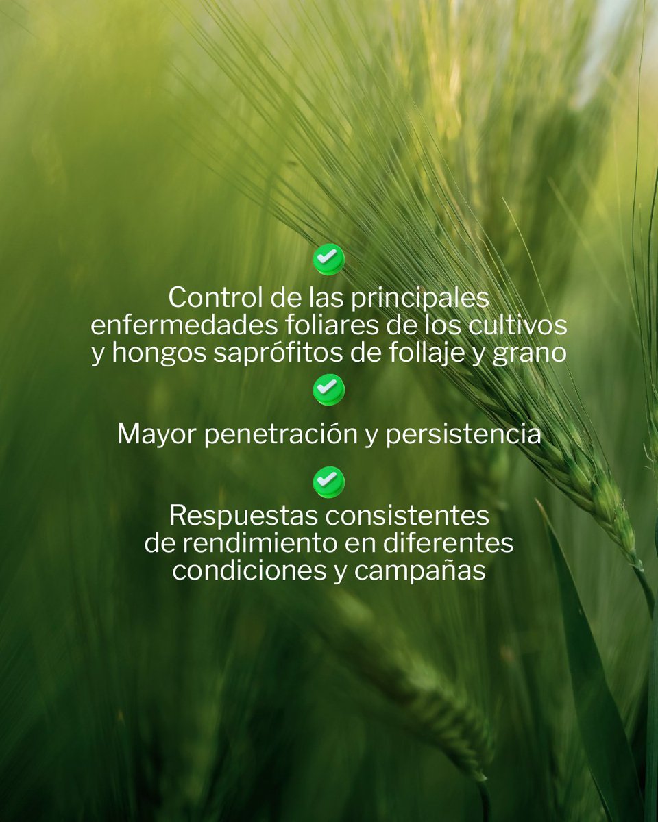 OrtegaHermanos's tweet photo. Prevení el ataque de Royas en la hoja de tu trigo, ¡con #Allegro @BASF_Agro_ARG  tenés un aliado poderoso! 🛡💪🌾

Estamos para vos 📲 (3534) 236367
💻info@ortegahermanos.com.ar
🌐https://t.co/T0PYabp3in

#OrtegaHermanos #Fungicida #CampoArgentino #BASF https://t.co/YxqGxRyd2R