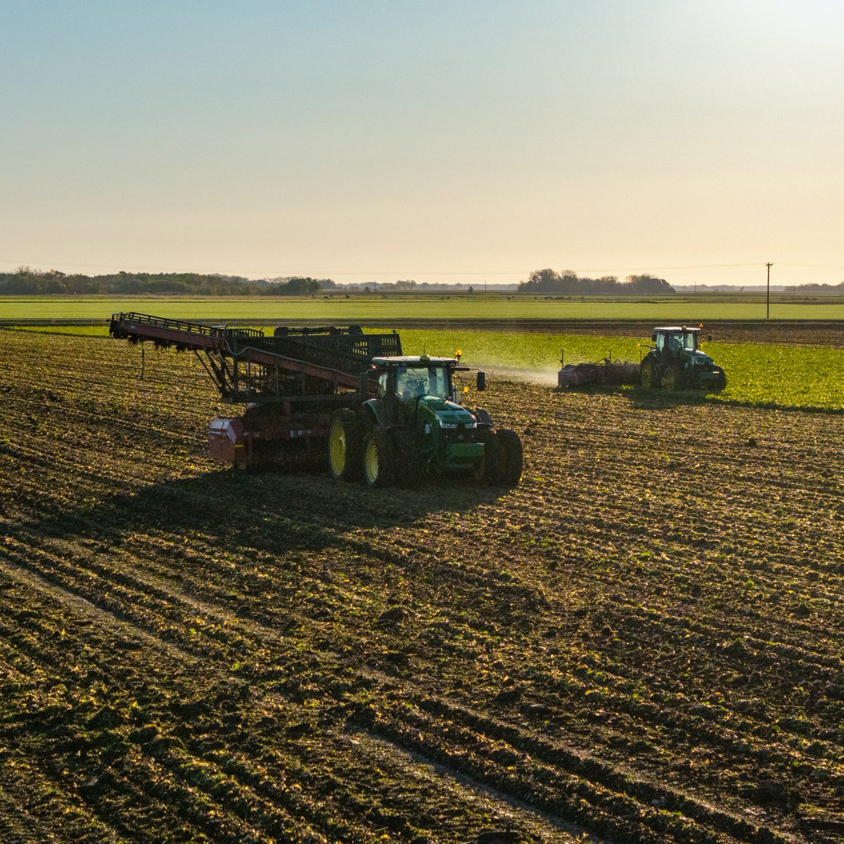 CrystalSugarCo's tweet photo. A sugarbeet's journey doesn't happen in a day. 🌱 From planting and emergence to growth and harvest, each stage plays an important role in producing the sugar found in kitchens across the country.

What's your favorite stage: planting, growing or harvest? https://t.co/tpxSsTZWUB