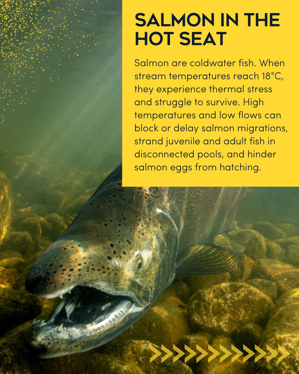 PACIFIC SALMON FOUNDATION tweet media