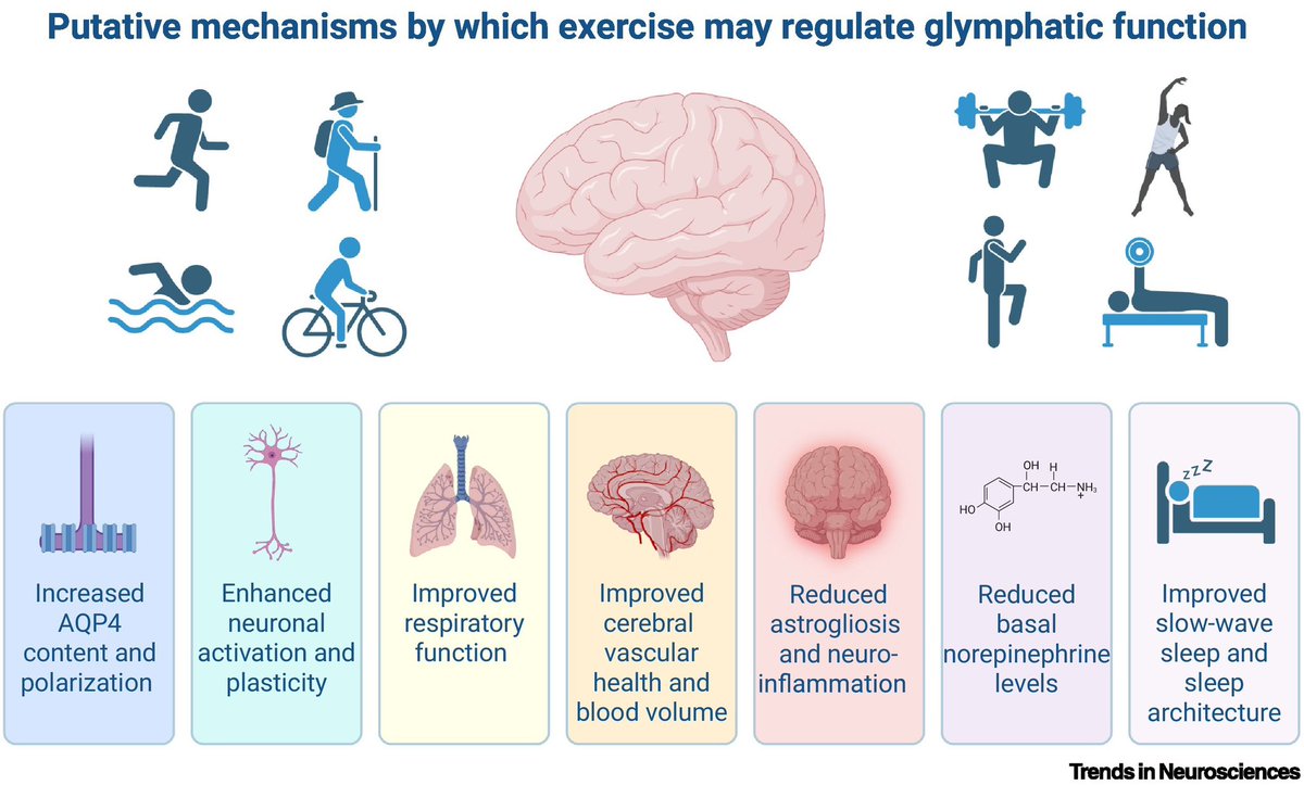 ChristophBurch's tweet photo. Exercise as a regulator of glymphatic function
https://t.co/DSo5ngJ4NS https://t.co/23MyNX984T