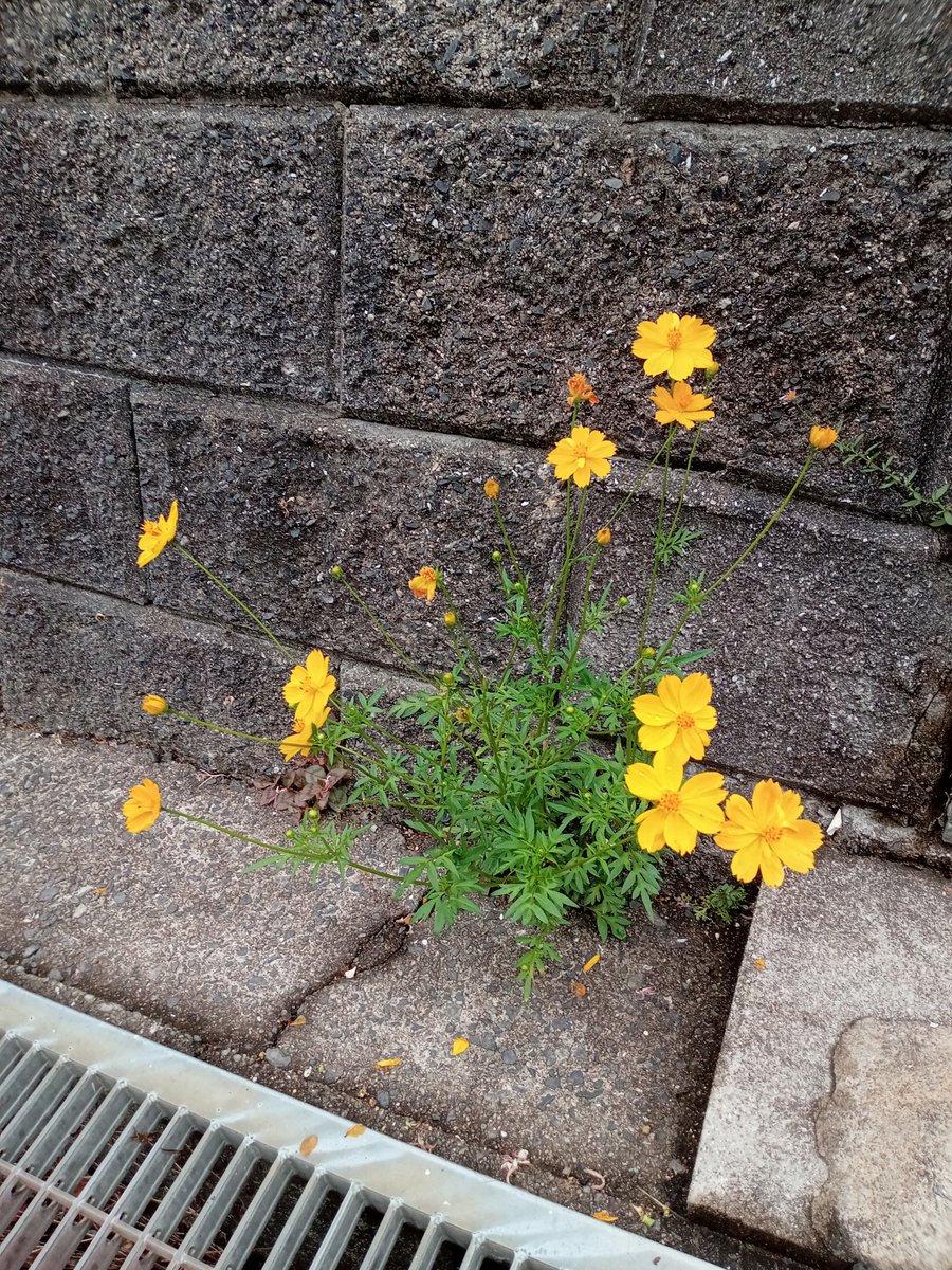 gNhbZ4htUf62317's tweet photo. 皆さん✨✨✨
おはよぉございます🤗
7月1日スタートですね🍀
広島は🌧️スタートです
本日も足元手元頭上注意で
ご安全に宜しくお願いします
🐈‍⬛🐾🐈🐾🐈‍⬛🐾✨✨✨ https://t.co/fVihxlHVvK