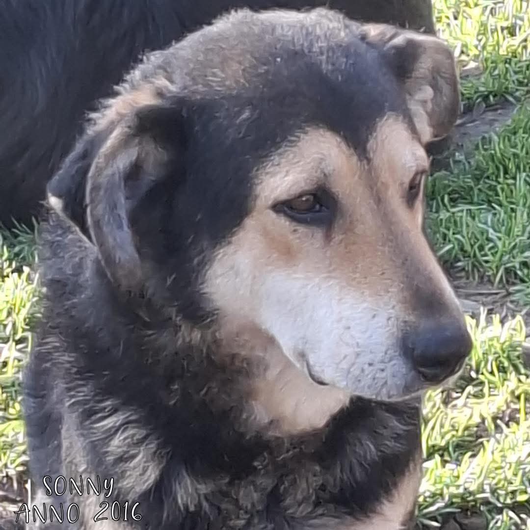 4zampeinvolo's tweet photo. 🐾 ADOZIONE DEL CUORE – SONNY CERCA CASA! 🏠 
Sonny ha 9 anni, non è più un ragazzino, ma non per questo merita di invecchiare in un rifugio. 
Anche i più anziani hanno diritto ad una casa calda e accogliente. 
E' molto coccolone e socievole e in cerca di amore. Ha vissuto una triste esperienza di maltrattamento, ma ora merita una seconda possibilità.
📣 Info rapide su SONNY:
📍 Età: 2016 
⚖️ Taglia: Medio-Grande
🧬 Razza: Meticcio
😃 Carattere: Allegro, curiosone e coccolone con le persone, va d'accordo con tutti
🐶 Compatibile con cani: Si
🐱 Compatibile con gatti: Da valutare
👧 Compatibile con bambini: Da valutare
💉 Sterilizzato/a: No
🏥 Vaccinazioni e chip: Sì
📍 Si trova a: Cremona
📦 Adottabile in: Centro-Nord Italia

📞 Per info e adozione:
📲 3792564110
📧 quattrozampeinvolo@gmail.com
💬 Mandaci un messaggio sui social

#meticcio #adoptnotshop #adozioni4ziv
#sostienici #adopt #adottauncane #adottauncanedalcanile #adozionedelcuore
#4zampeinvolo #adoptdontshop #adozionicani #adotta #dog #lovedogs #sostieni4ziv #caniadulti #apriunagabbia #adottauncaneadulto #adozioni
#noncomprareadotta #adottauncanedelcanile #animalovers #adottaadistanza #cane #adoptdonshop