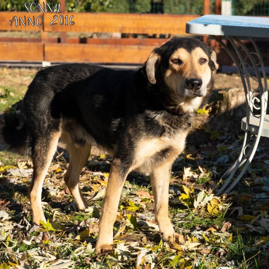 4zampeinvolo's tweet photo. 🐾 ADOZIONE DEL CUORE – SONNY CERCA CASA! 🏠 
Sonny ha 9 anni, non è più un ragazzino, ma non per questo merita di invecchiare in un rifugio. 
Anche i più anziani hanno diritto ad una casa calda e accogliente. 
E' molto coccolone e socievole e in cerca di amore. Ha vissuto una triste esperienza di maltrattamento, ma ora merita una seconda possibilità.
📣 Info rapide su SONNY:
📍 Età: 2016 
⚖️ Taglia: Medio-Grande
🧬 Razza: Meticcio
😃 Carattere: Allegro, curiosone e coccolone con le persone, va d'accordo con tutti
🐶 Compatibile con cani: Si
🐱 Compatibile con gatti: Da valutare
👧 Compatibile con bambini: Da valutare
💉 Sterilizzato/a: No
🏥 Vaccinazioni e chip: Sì
📍 Si trova a: Cremona
📦 Adottabile in: Centro-Nord Italia

📞 Per info e adozione:
📲 3792564110
📧 quattrozampeinvolo@gmail.com
💬 Mandaci un messaggio sui social

#meticcio #adoptnotshop #adozioni4ziv
#sostienici #adopt #adottauncane #adottauncanedalcanile #adozionedelcuore
#4zampeinvolo #adoptdontshop #adozionicani #adotta #dog #lovedogs #sostieni4ziv #caniadulti #apriunagabbia #adottauncaneadulto #adozioni
#noncomprareadotta #adottauncanedelcanile #animalovers #adottaadistanza #cane #adoptdonshop