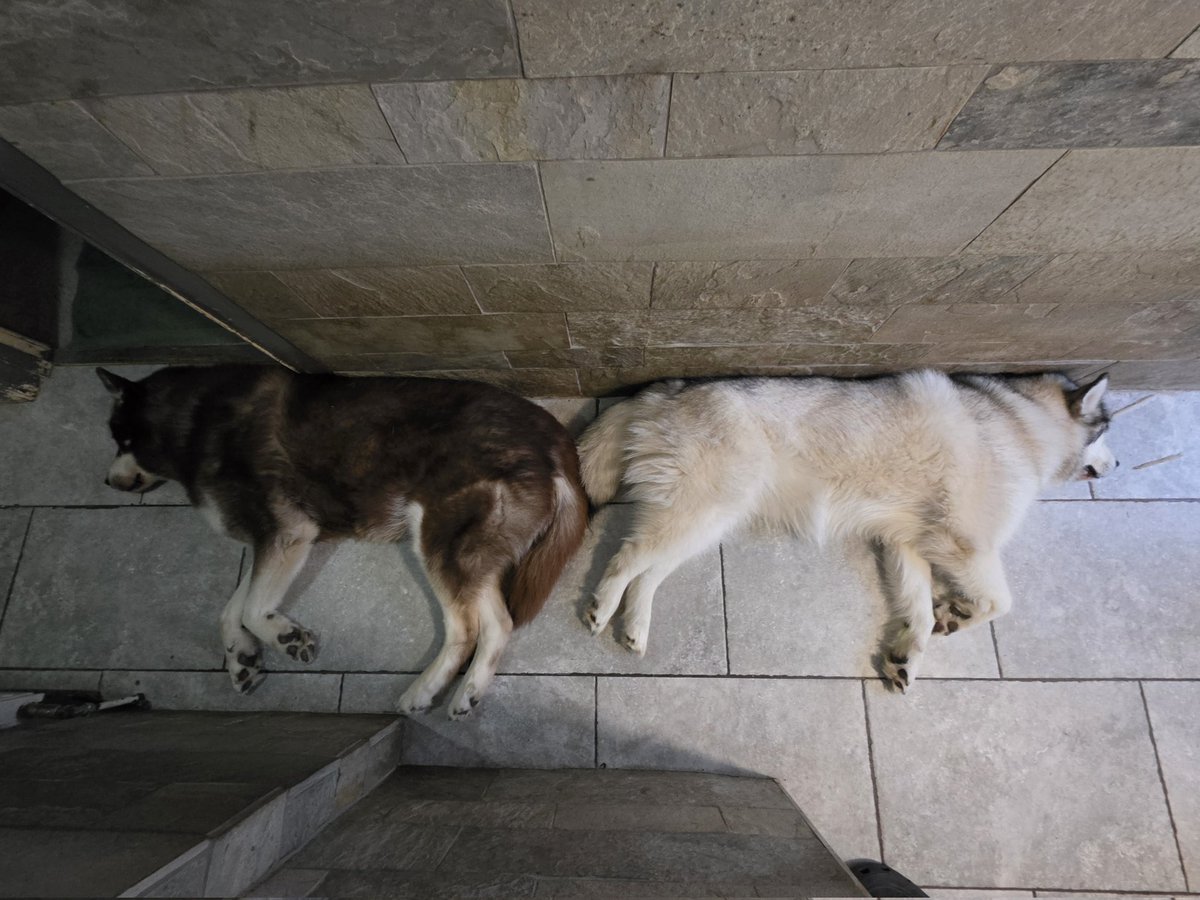 Snazy365's tweet photo. #POTD2026 Day 181 The Ginger and the Chonk. Bum to bum in the hallway, keeping cool and making it harder to work out who farted! Clever! Kallik and Freyja at their finest. #potd #mydogs #dogsofinstagram #malamute https://t.co/oMnrSMD1H2