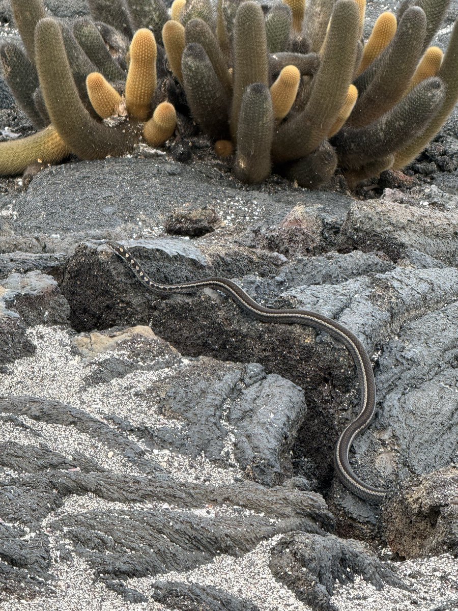 TereRodriguezTV's tweet photo. Sharing some of the animals we saw on our cruise to the archipiélago of the #Galapagos - from a tortoise to iguanas to a “racer” snake - so much to explore! @Silversea #silverorigin ship! #vacation #Ecuador https://t.co/AzqWKVyWDn
