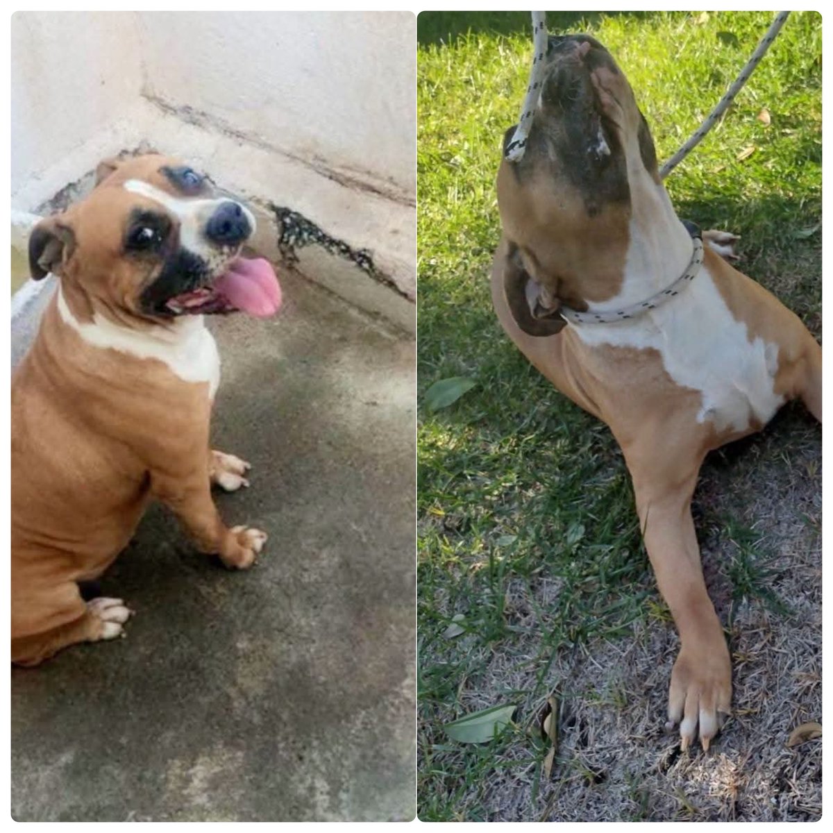 tiziana_55's tweet photo. Ricevo,INVISIBILE DA ANNI, FORSE DEVE RINUNCIARE A SPERARE?💞Pupetta(416611)
è una meravigliosa AmStaff di 8/9 anni che vive in canile da più di due,frutto di "cessione'che va' tanto di moda già da quel dì...sana,dolcissima, Canile in Calabria,arriva ovunque.3896555807 https://t.co/OuVDq9n9sK