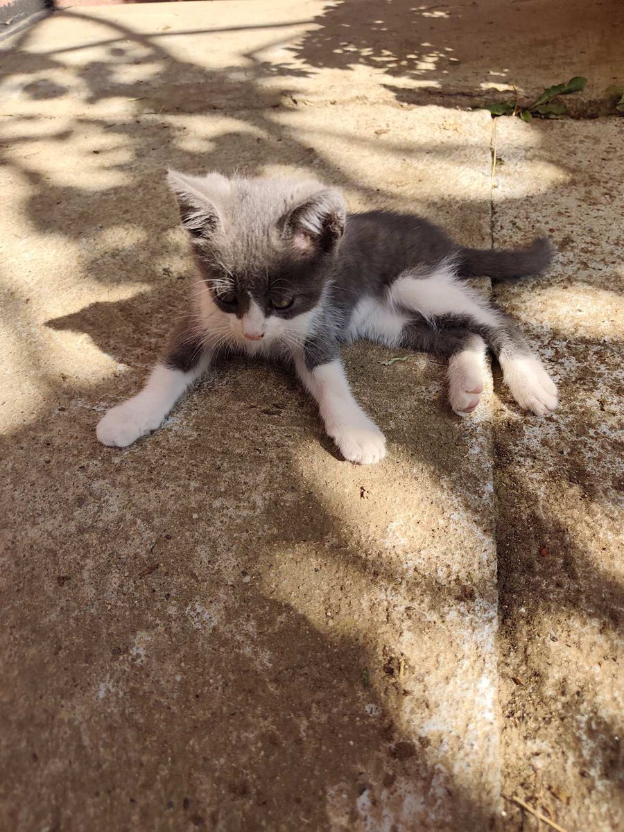 allekssaK073's tweet photo. Nestalo sivo mače,starosti 4 meseca. Poslednji put viđeno u 20:30 ispred dvorišta u ulici Srboljuba Bihića br. 16, Niš, Pantalej. 
Ako ga vidite, javite na telefon 0654964154 - Dušan Ranđelović.
Molim za RT. 🙏🙏🙏
#Niš https://t.co/vqWGrZ4zXY