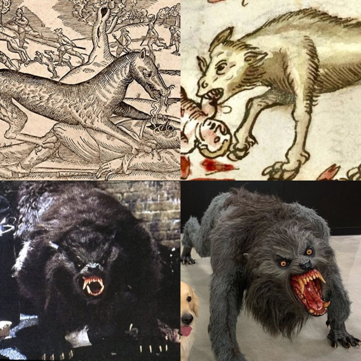 Raul_G_F___'s tweet photo. regarding the werewolf design in Werwolf, these are all the possibilities I can think of:
-hairy mad man
-hairy man with facial deformities
-70% man 30% wolf
-classical bipedal bulky + full wolf head
-slim and uncanny 50-50% hybrid
-30% man 70% wolf
-quadruped giant/dire wolf https://t.co/ZsNS8TRxsQ