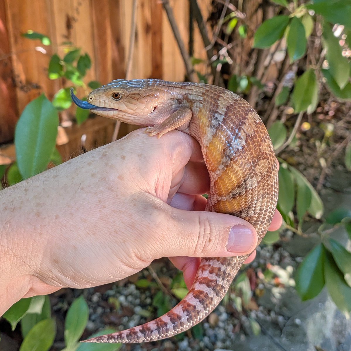 ScalyCrew's tweet photo. Baby blue tongues are ready to go! I'll bring some to the next reptile show in August at the grounds event center in Roseville, Ca.  Online listings coming soon.

#ScalyCrew #reptile #bluetongueskink #bluetonguetuesday #lizard #pets #animals https://t.co/6zekutNaqe