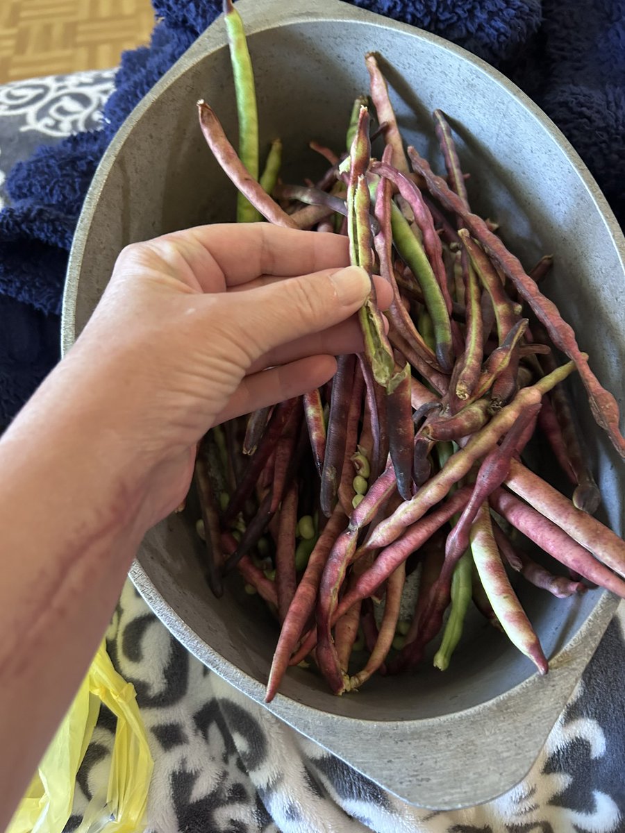 AmyCSteen's tweet photo. My husband picked some purple hull peas today. 
Today’s physical therapy. #OrganicFoods https://t.co/uTX1ZpIa1l